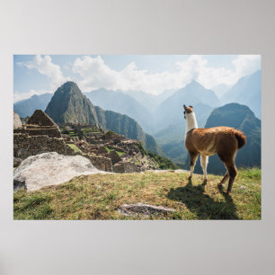 Poster Llama Overlook Ruins Machu Picchu, Peru