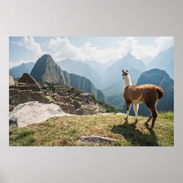 Poster Llama Overlook Ruins | Machu Picchu, Peru (Frente)