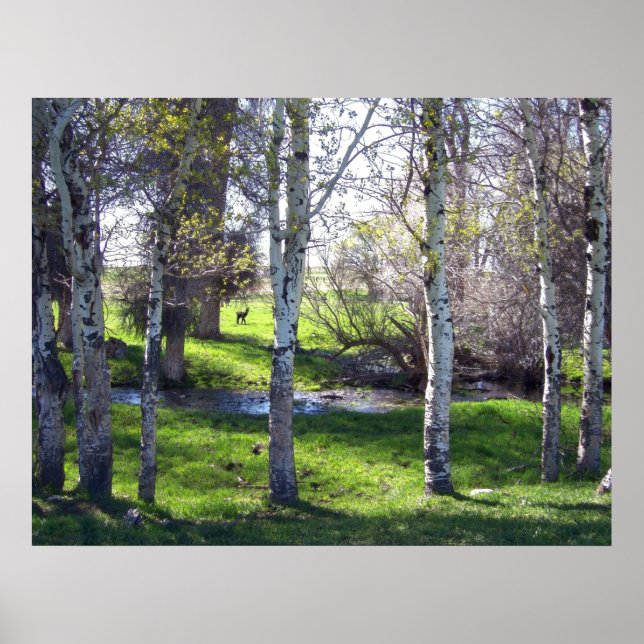 Poster Llama por árvores (Frente)