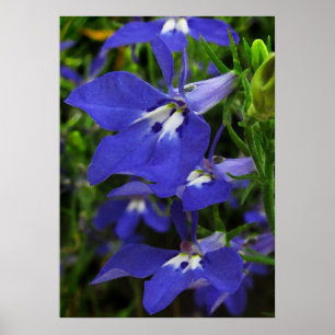 Poster Lobelia azul