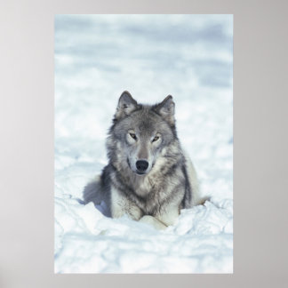 Póster Lobo