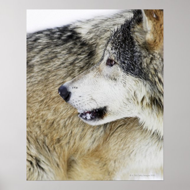 Poster Lobo (Frente)