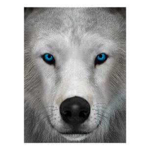 Póster Lobo Ártico