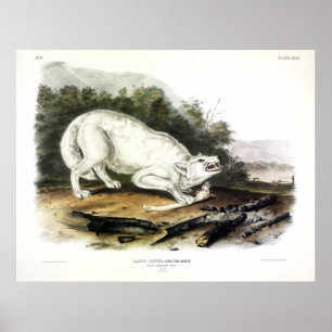 Poster Lobo Branco Americano, Canis lupus arctos por Audu