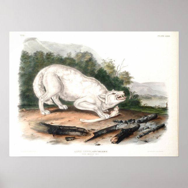 Poster Lobo Branco Americano de John James Audubon (Frente)