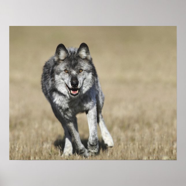 Póster Lobo (Canis Lupus) Em Direção à Câmera (Frente)