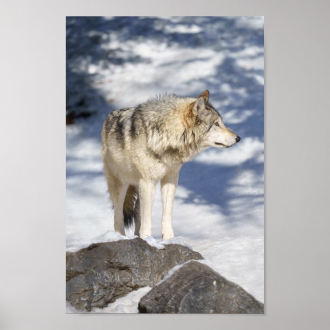 Poster Lobo cinza Na Neve (Frente)