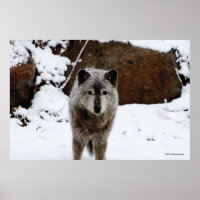 Lobo cinza na neve
