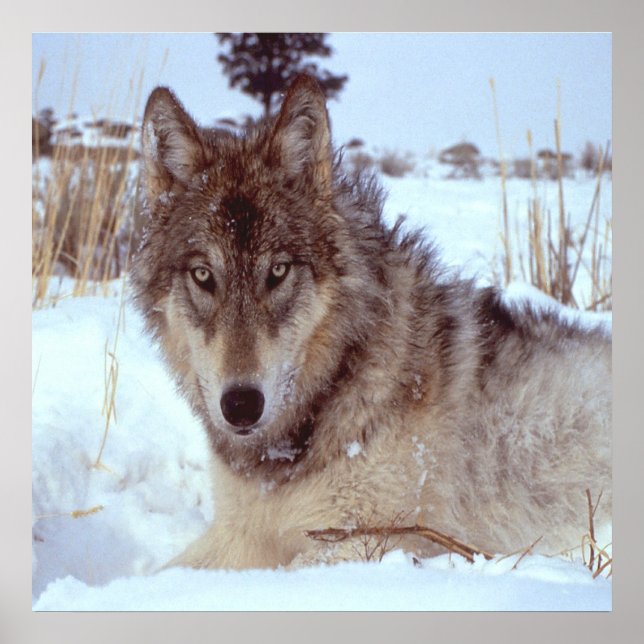 Póster Lobo cinza No Inverno (Frente)