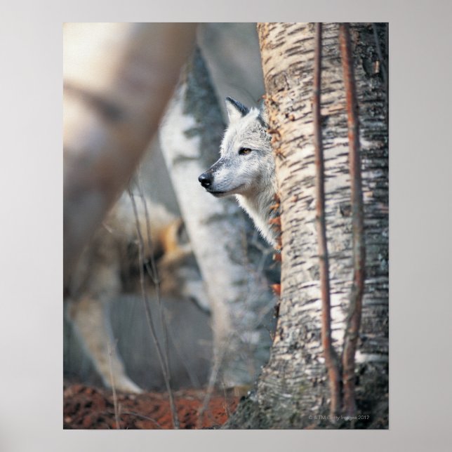 Poster Lobo Cinzento Atrás da Árvore (Frente)