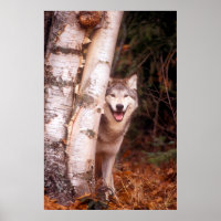 Lobo Cinzento Atrás de uma Árvore