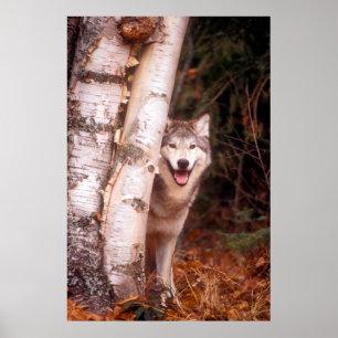 Póster Lobo Cinzento Atrás de uma Árvore