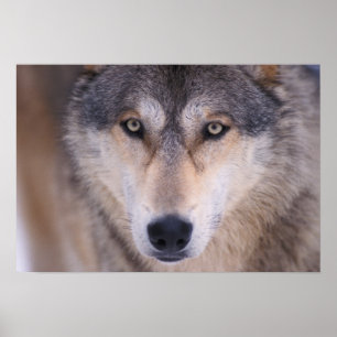 Póster lobo cinzento, Canis lupus, close-up dos olhos