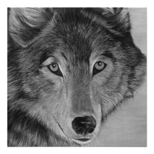 Póster lobo cinzento do ofa lifelike preto e branco da