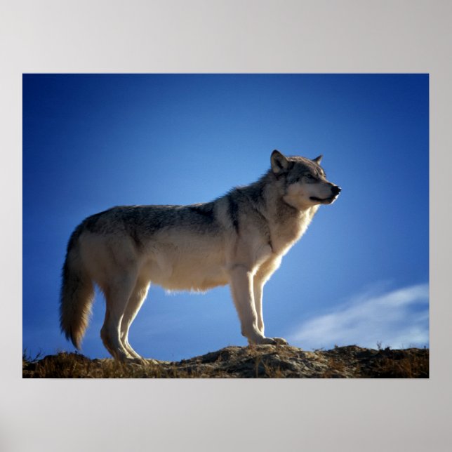Poster Lobo da Madeira em Montana - Grande Céu (Frente)