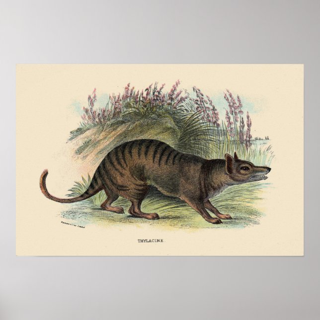 Póster Lobo da Tasmânia (Frente)