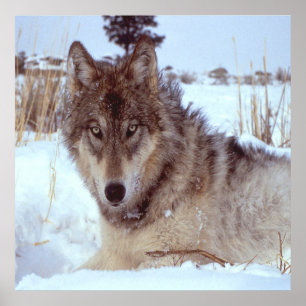 Póster Lobo De Cinza No Inverno