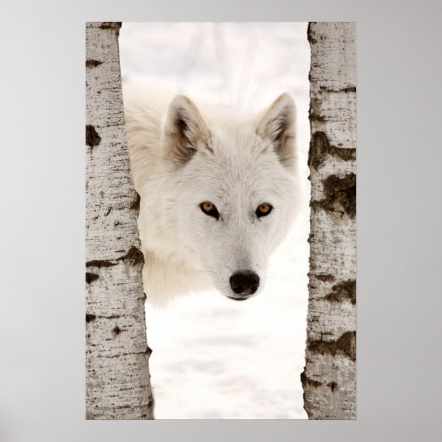 Poster Lobo de inverno (Frente)