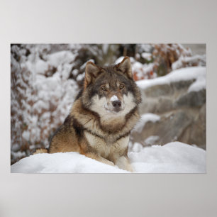 Poster Lobo do inverno