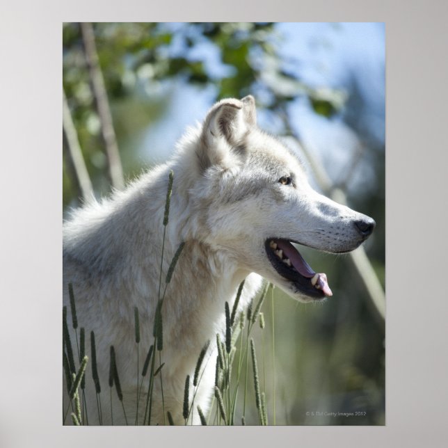 Póster Lobo em Yellowstone. (Frente)