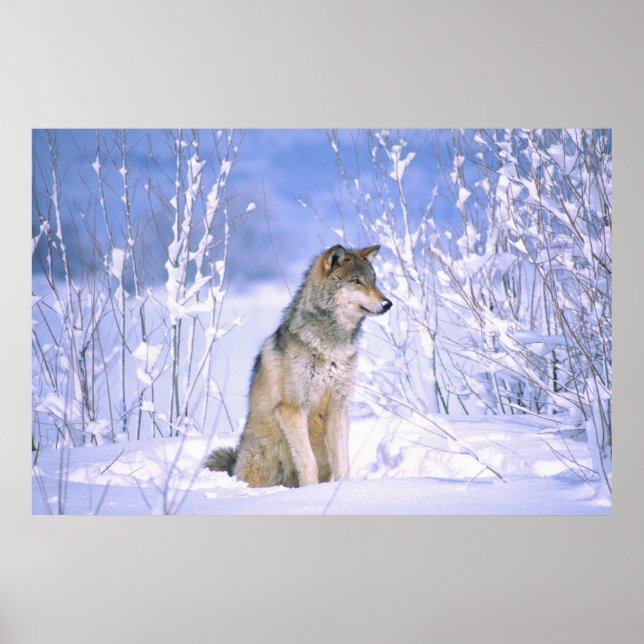 Poster Lobo-Madeira sentado na neve, Canis lupus, (Frente)