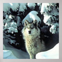 Lobo Na Neve