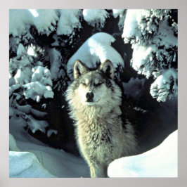Poster Lobo Na Neve
