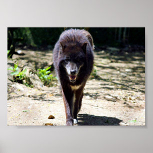 Póster lobo negro