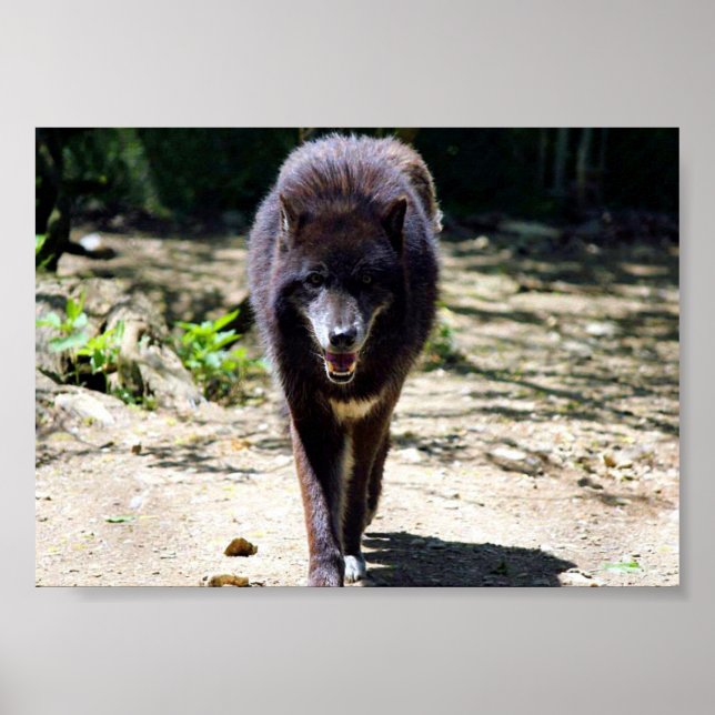 Póster lobo negro (Frente)