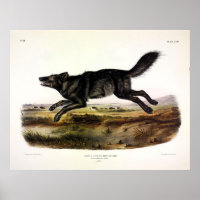 Lobo Negro, ou Lobo Americano Negro (Canis Lupus)