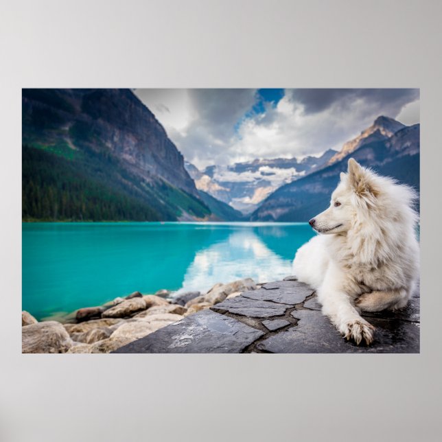 Poster Lobo no lago Louise, Rockies canadenses (Frente)