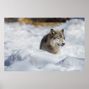 Poster Lobo Solitário em Neve