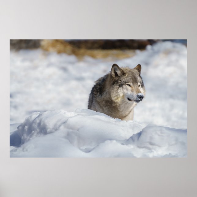 Poster Lobo Solitário em Neve (Frente)