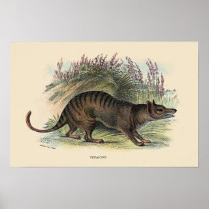 Póster Lobo tasmaniano