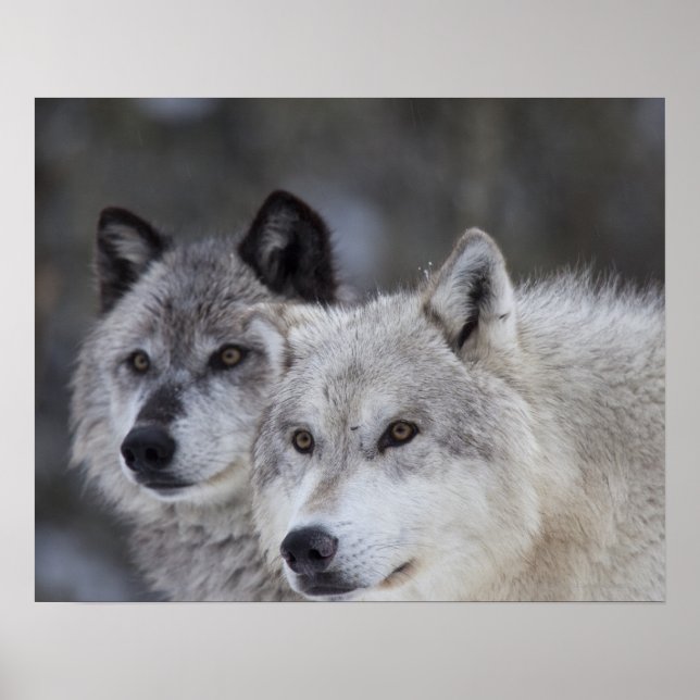 Póster Lobos (Canus lupus) | West Yellowstone (Frente)
