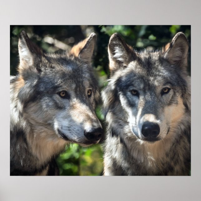 Poster Lobos cinzas na Natureza (Frente)