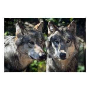 Póster Lobos cinzas na Natureza