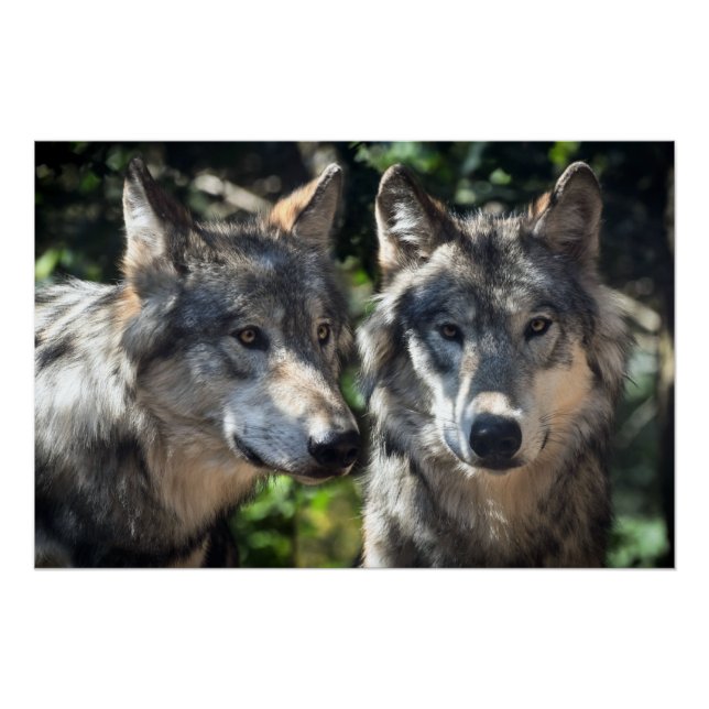 Póster Lobos cinzas na Natureza (Frente)