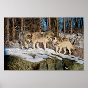 Poster Lobos-madeira