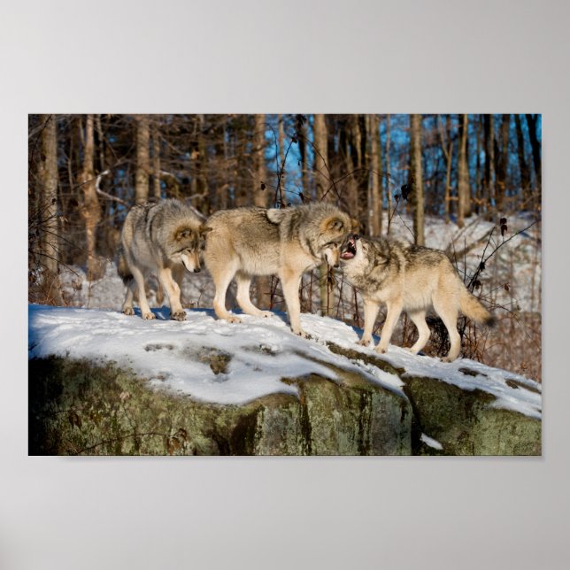 Poster Lobos-madeira (Frente)