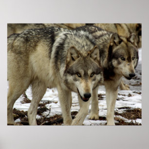 Póster Lobos no Prowl