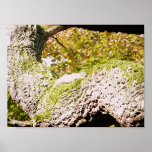 Poster Localize O Esquilo Da Cinza