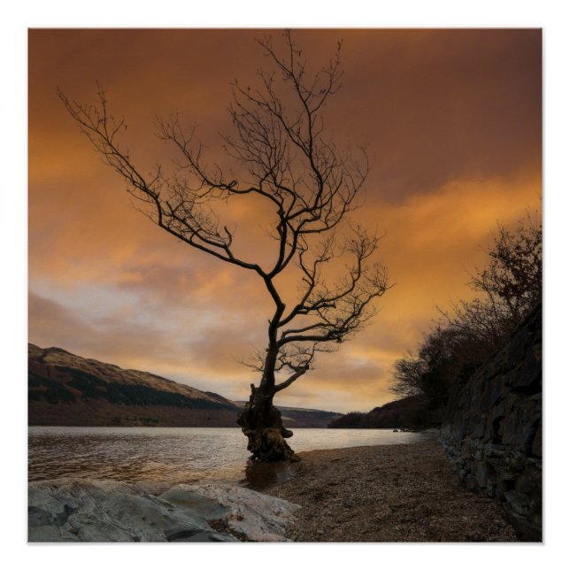 Póster Lock Lomond Firkin Point Solteiro Tree Sunrise (Frente)