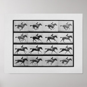 Poster Locomoção animal - 16 quadros do cavalo de corri