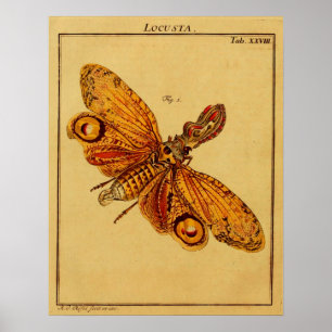 Póster Locusta