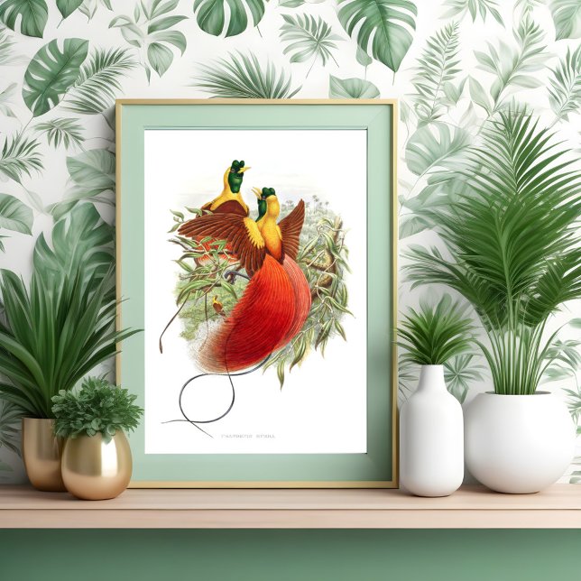 Poster Loddigesia Mirabilis (Criador carregado)