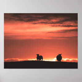 Poster Lofoten Islands Sunset Sheep Nature Foto