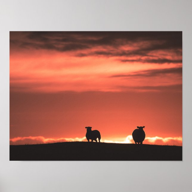 Poster Lofoten Islands Sunset Sheep Nature Foto (Frente)