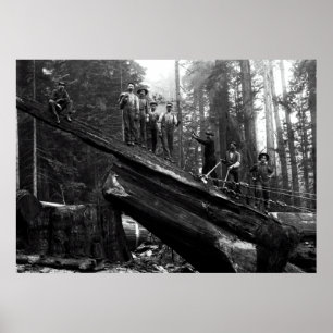 Poster LOG RIGGGING in the REDWOODS c. 1890