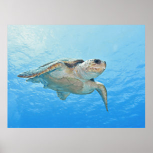 Poster Loggerhead